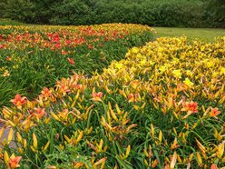 Łódź. Liliowce zachwycają w Ogrodzie Botanicznym w Łodzi. Widok zapierający dech!