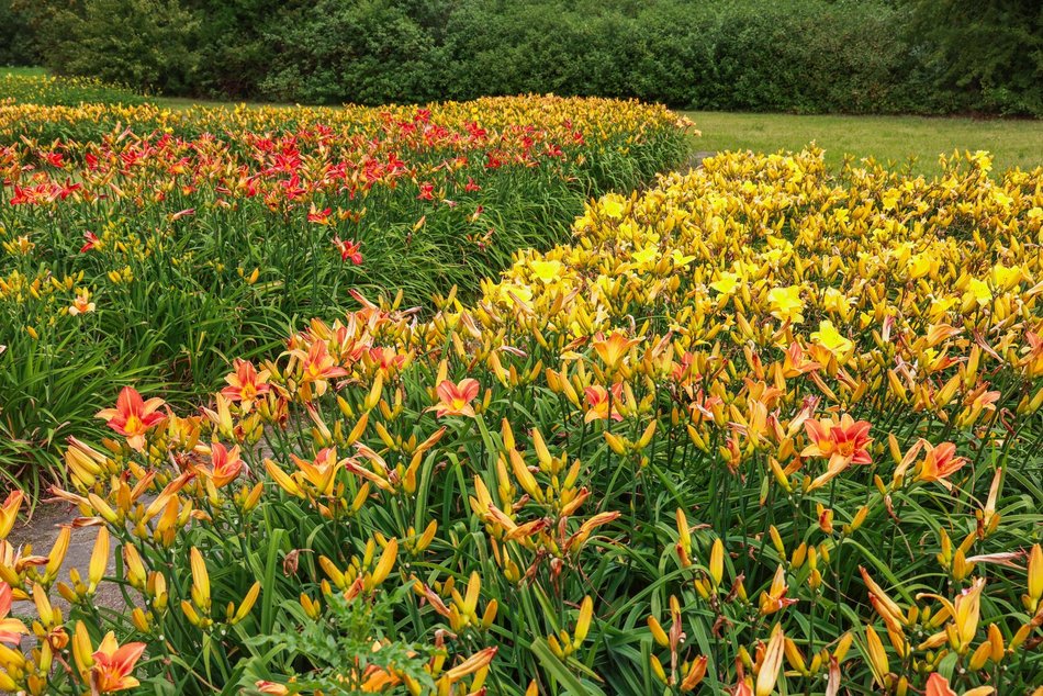 Łódź. Liliowce zachwycają w Ogrodzie Botanicznym w Łodzi. Widok zapierający dech!