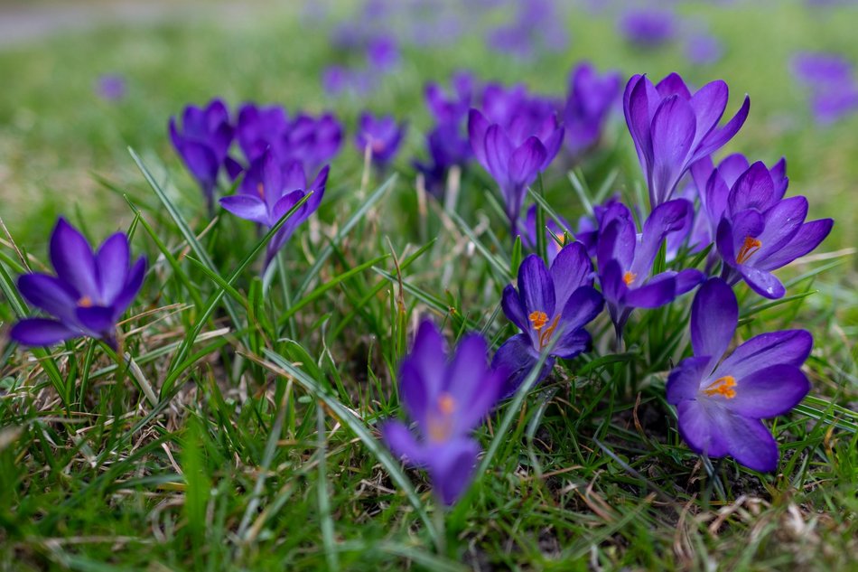 Wiosenny Ogród Botaniczny w Łodzi. Spacer wśród budzącej się do życia przyrody