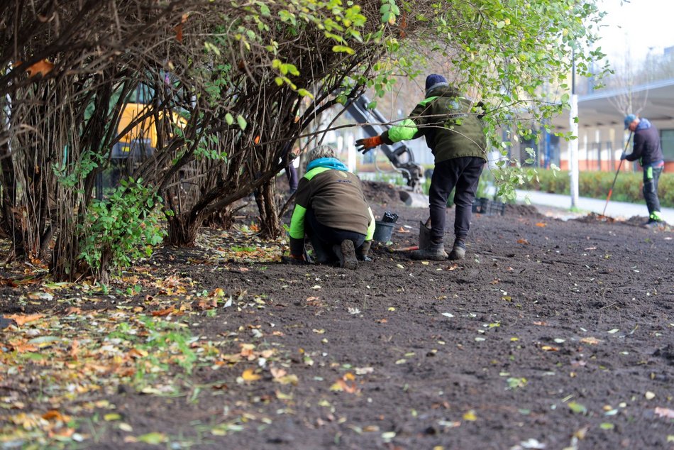 Remont parku Staromiejskiego