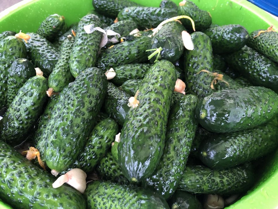 Ogórki małosolne