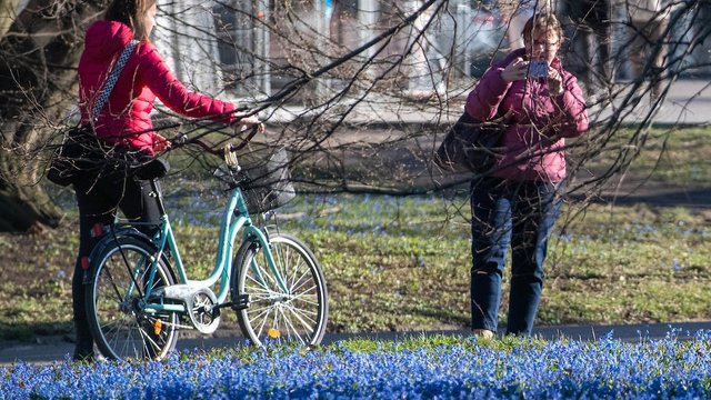 Park Klepacza w Łodzi kwitnie wiosną… na niebiesko! Widziałeś już te piękne cebulice? [ZDJĘCIA]