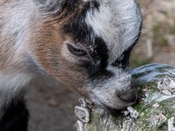 Nowi kumple dla Czesi. Minizoo w Orientarium Zoo Łódź ma nowych mieszkańców
