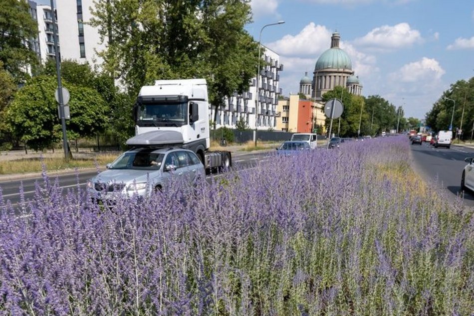 Wyjątkowe rośliny zakwitły na drodze do ronda Solidarności