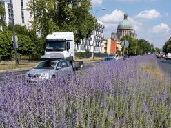 Wyjątkowe rośliny zakwitły na drodze do ronda Solidarności