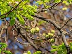 kwitnące kasztanowce