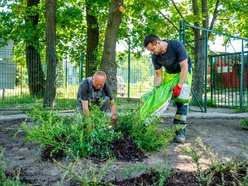 Łódź. Kolejne zielone punkty w Łodzi. Ponad 100 sztuk róż i irg przy Krańcowej
