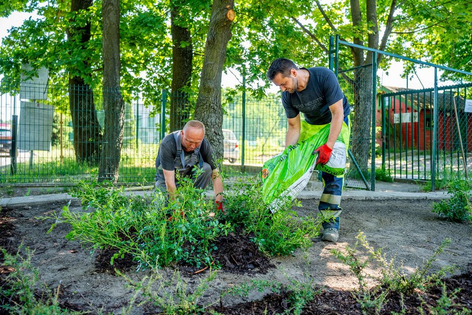 Łódź. Kolejne zielone punkty w Łodzi. Ponad 100 sztuk róż i irg przy Krańcowej