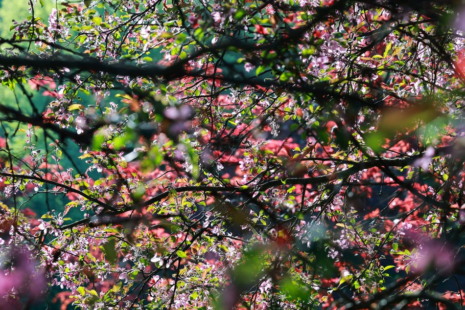 Czy to Japonia? Nie, to kwitnące jabłonie przy kampusie Uniwersytetu Łódzkiego!