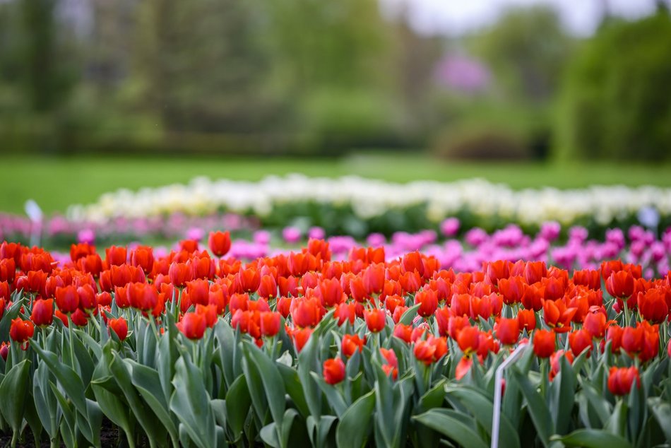 Morze tulipanów w Ogrodzie Botanicznym w Łodzi. Nie możesz tego przegapić