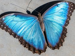 Łódź. Nowa motylarnia w Orientarium Zoo Łódź już otwarta! Największe takie miejsce w Polsce