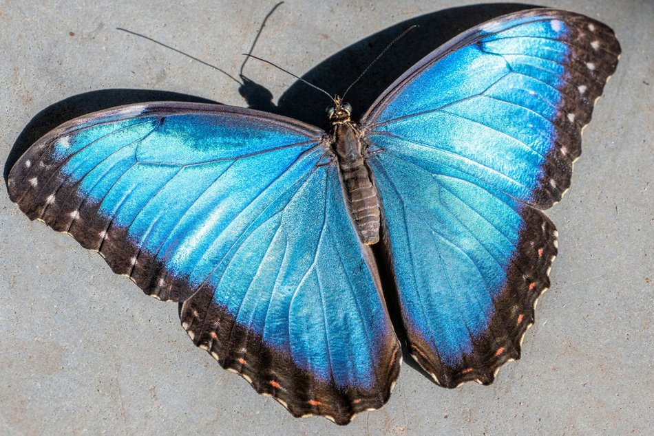 Łódź. Nowa motylarnia w Orientarium Zoo Łódź już otwarta! Największe takie miejsce w Polsce