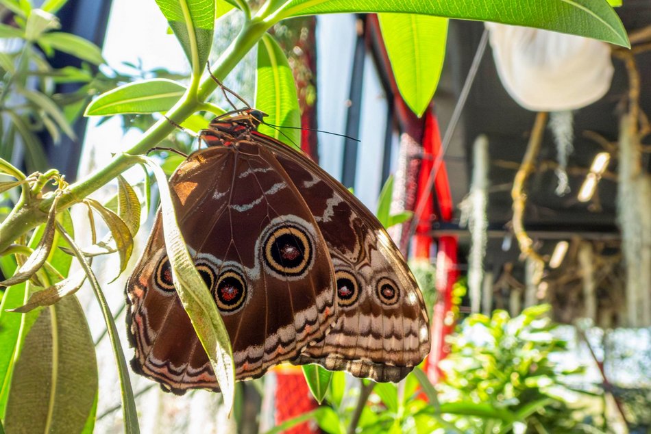Łódź. Nowa motylarnia w Orientarium Zoo Łódź już otwarta! Największe takie miejsce w Polsce