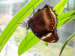 Łódź. Nowa motylarnia w Orientarium Zoo Łódź już otwarta! Największe takie miejsce w Polsce