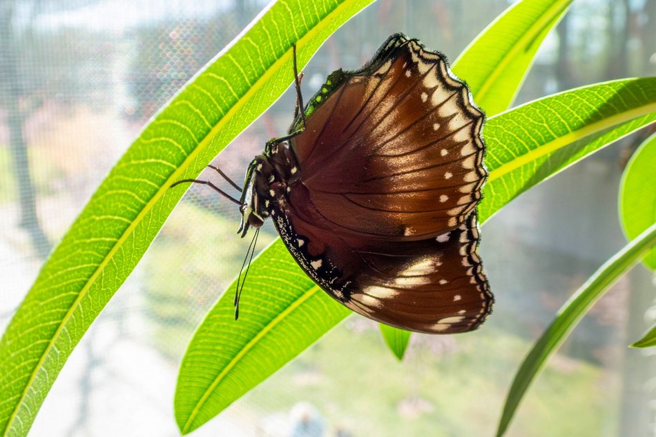 Łódź. Nowa motylarnia w Orientarium Zoo Łódź już otwarta! Największe takie miejsce w Polsce