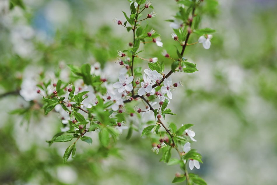 Łódź. Zobacz, jak skwer przy Kilińskiego i Rewolucji w Łodzi mieni się wszystkimi kolorami wiosny