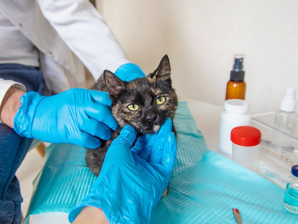 Łódź. Pomoc kotom wolno żyjącym