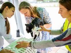 Łódź. Weterynarze w Łodzi całodobowo i w majówkę. Dokąd udać się z chorym zwierzakiem?