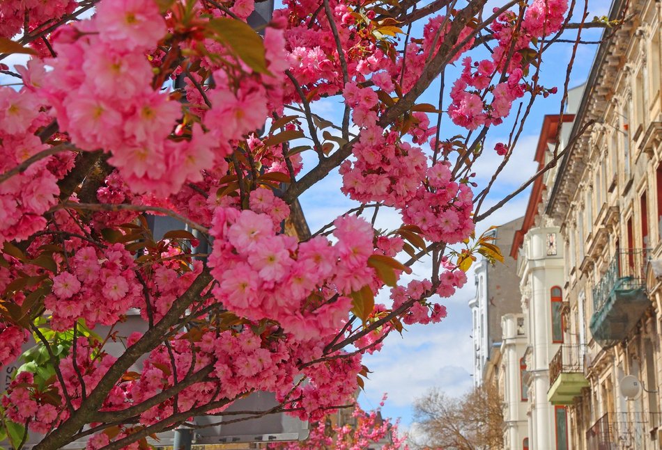 Przepiękne wiśnie kwitną na woonerfie Traugutta