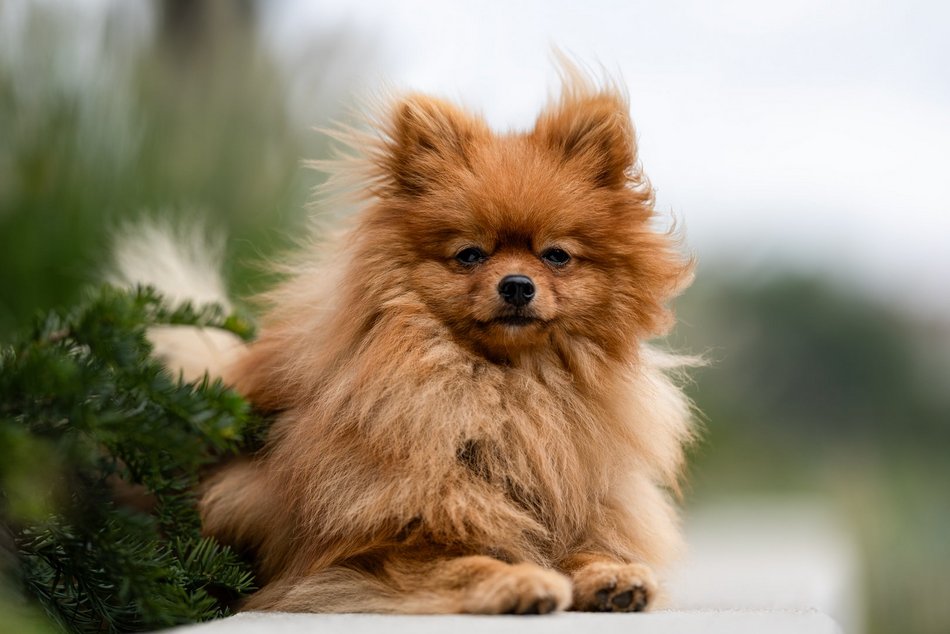 Piesografia zdjęcia zwierzaków