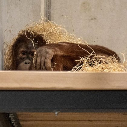 Orangutan w Orientarium w Łodzi , fot. ŁÓDŹ.PL