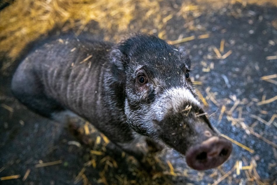 fot. Orientarium Zoo Łódź