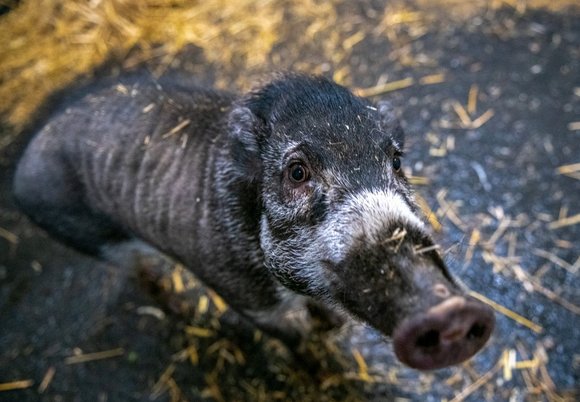 fot. Orientarium Zoo Łódź