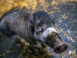 fot. Orientarium Zoo Łódź