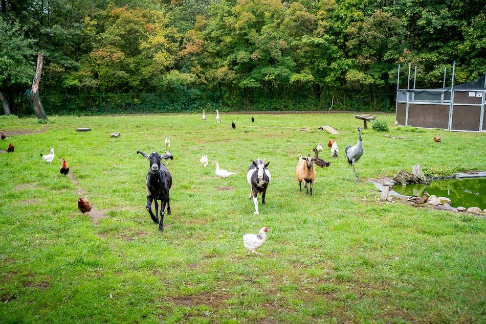 Łódź. Ośrodek Rehabilitacji Dzikich Zwierząt pomaga kolejnym podopiecznym