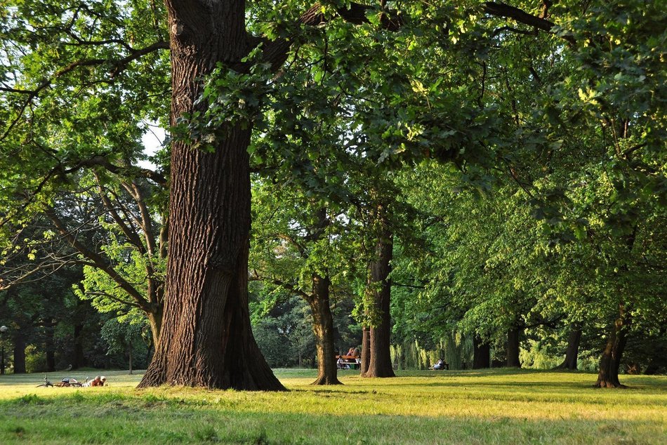 Gdzie grillować w Łodzi? Majówka z bliskim na łonie natury