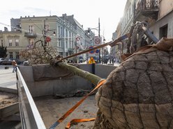 Łódź. Nowe drzewa na Piotrkowskiej w Łodzi. To także zasługa łódzkiego biznesu!
