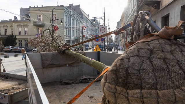 Nowe drzewa na Piotrkowskiej w Łodzi. To także zasługa łódzkiego biznesu! [SZCZEGÓŁY]