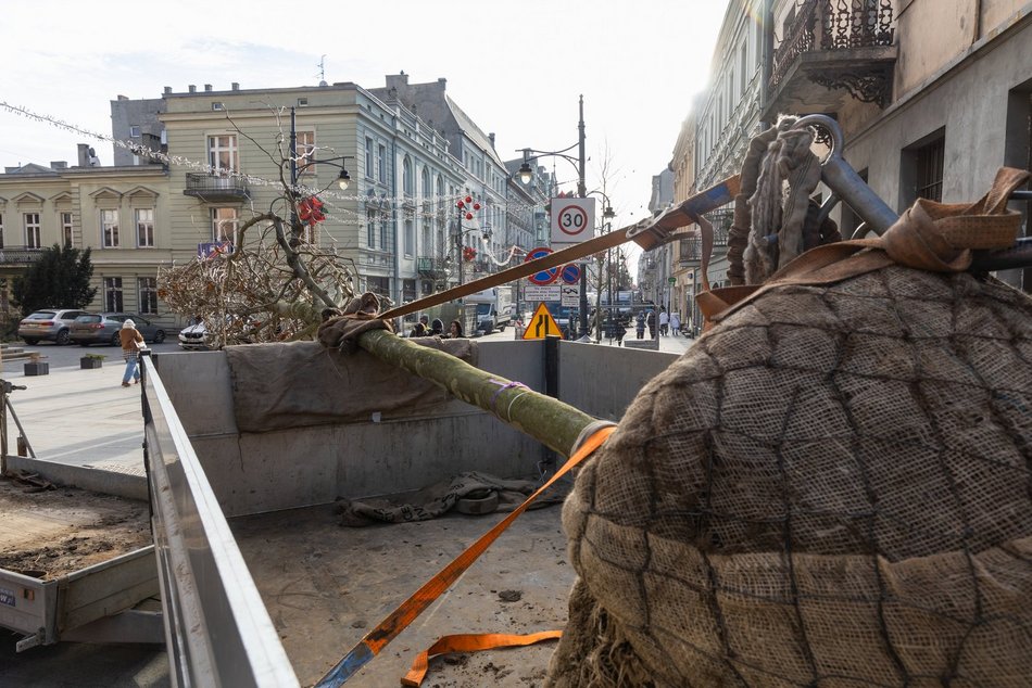 Łódź. Nowe drzewa na Piotrkowskiej w Łodzi. To także zasługa łódzkiego biznesu!