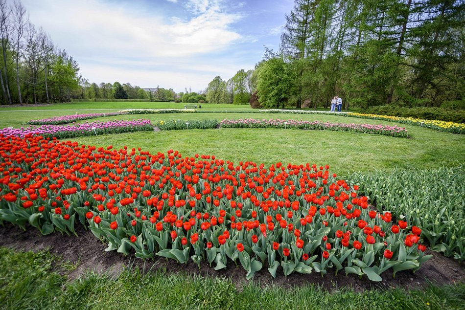 Morze tulipanów w Ogrodzie Botanicznym w Łodzi. Nie możesz tego przegapić