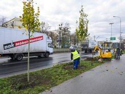 Przy Paderewskiego w Łodzi przybywa drzew