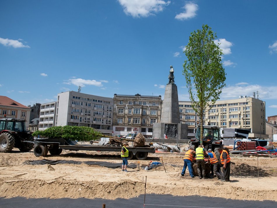 Pierwsze drzewa na remontowanym placu Wolności w Łodzi.