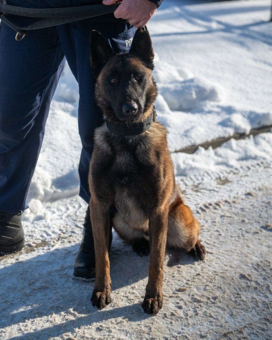 Dwa psy służbowe zasiliły szeregi Komendy Miejskiej Policji w Łodzi