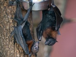 Latające lisy? Tylko w Orientarium Zoo Łódź!