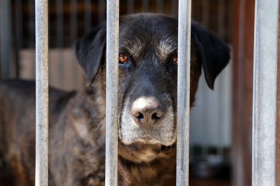 Schronisko w Łodzi. Mnóstwo zwierząt czeka na na nowy dom!