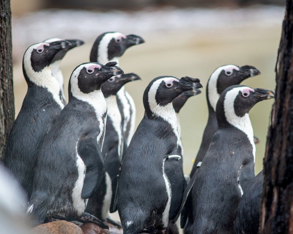 Nowatorskie projekty w skali Europy? Tylko w Orientarium Zoo Łódź!