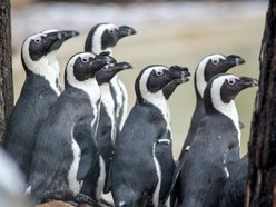 Nowatorskie projekty w skali Europy? Tylko w Orientarium Zoo Łódź!