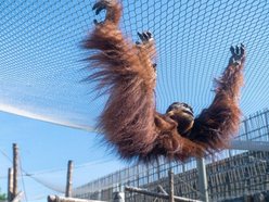 Orangutany hasają już na dworzu! Nowy wybieg dla zwierzaków w Orientarium Zoo Łódź