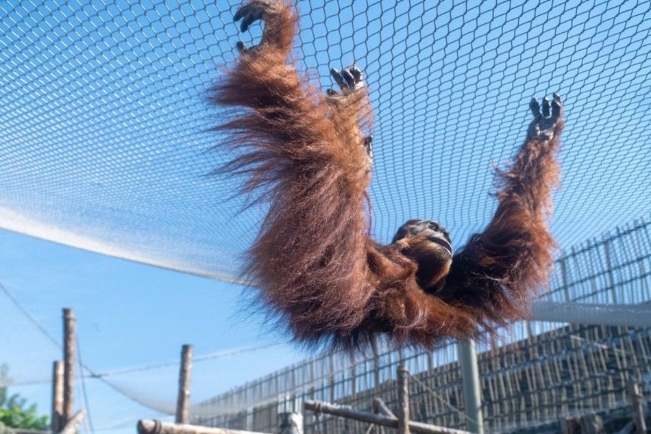 Orangutany hasają już na dworze! Nowy wybieg dla zwierzaków w Orientarium Zoo Łódź
