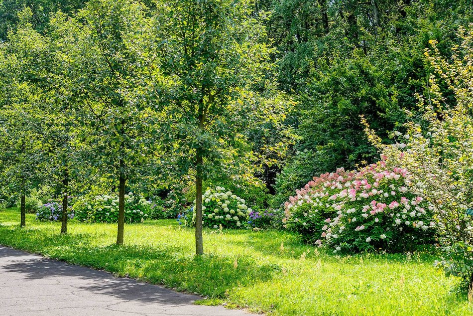 Łódź. Hortensje opanowały Ogród Botaniczny w Łodzi! To prawdziwa feeria barw