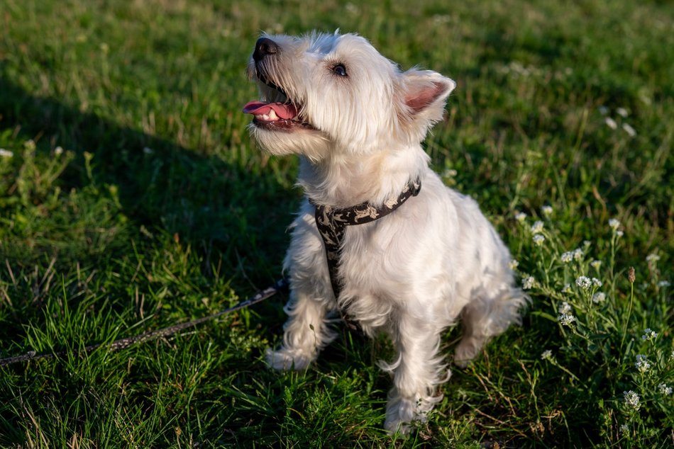 Łódź. Psia Polówka na Widzewskiej Górce. Psiaki przejęły dowodzenie!