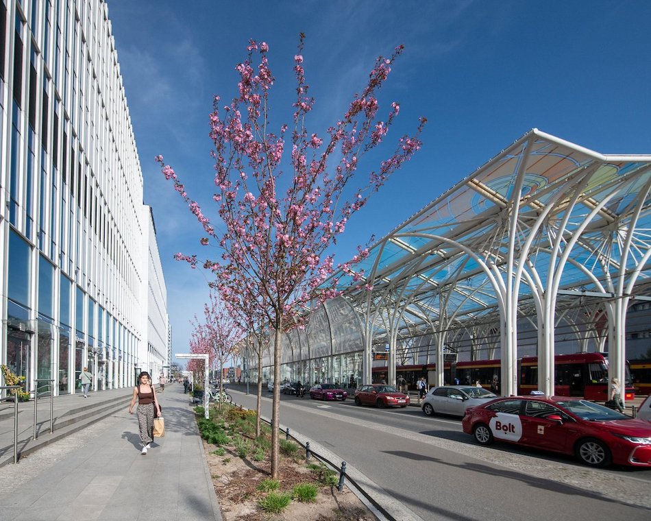 Łódź. Różowa aleja w centrum miasta. Przy Piłsudskiego zakwitły wiśnie japońskie!