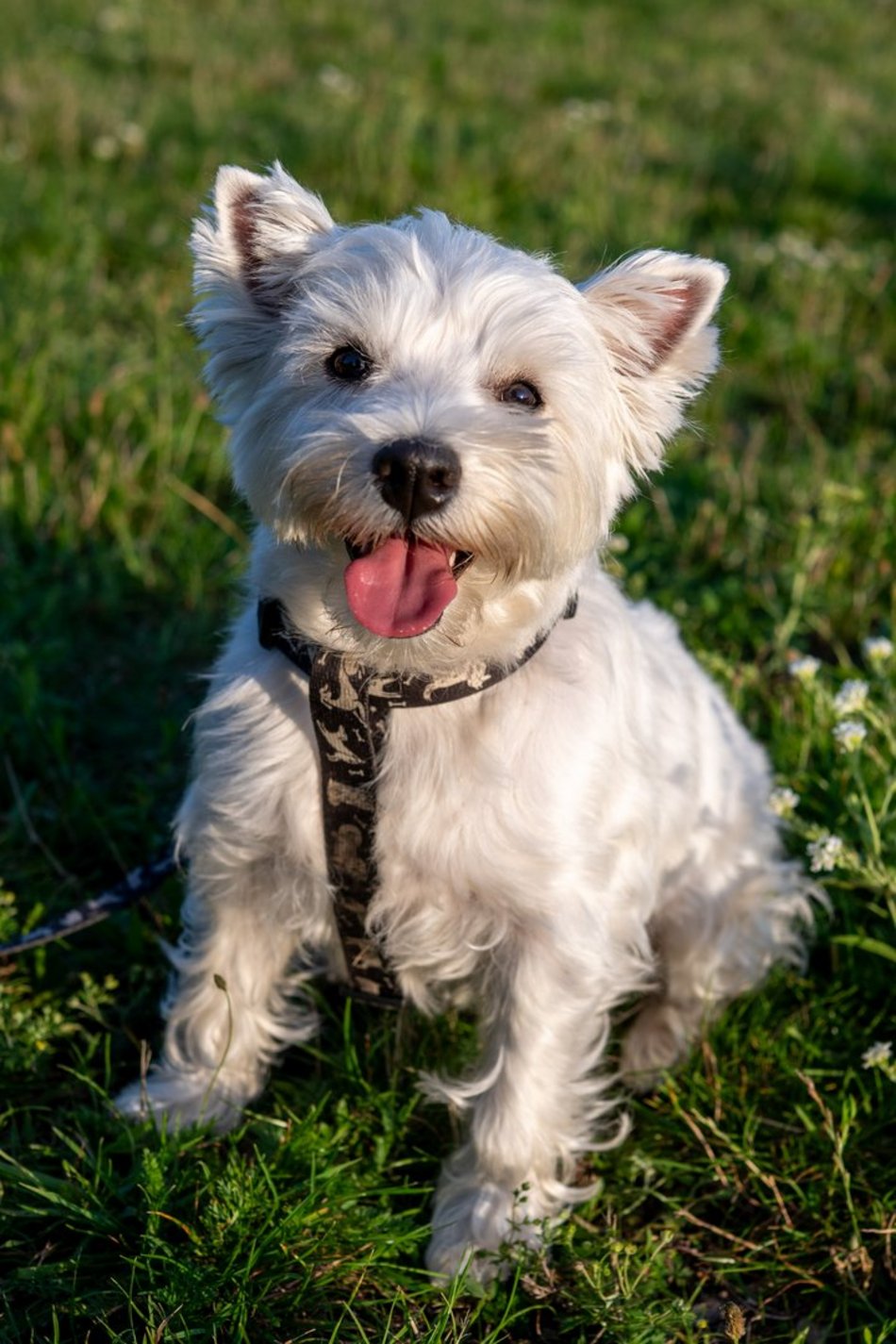 Łódź. Psia Polówka na Widzewskiej Górce. Psiaki przejęły dowodzenie!