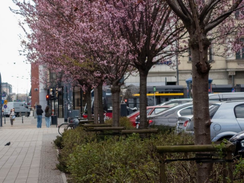 Łódź kwitnie na różowo! Zobacz piękne kadry z centrum miasta!