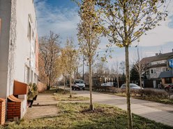 Łódź. Śliwy i lipy ozdobiły Rojną w Łodzi. To część wielkiej akcji sadzenia drzew w mieście