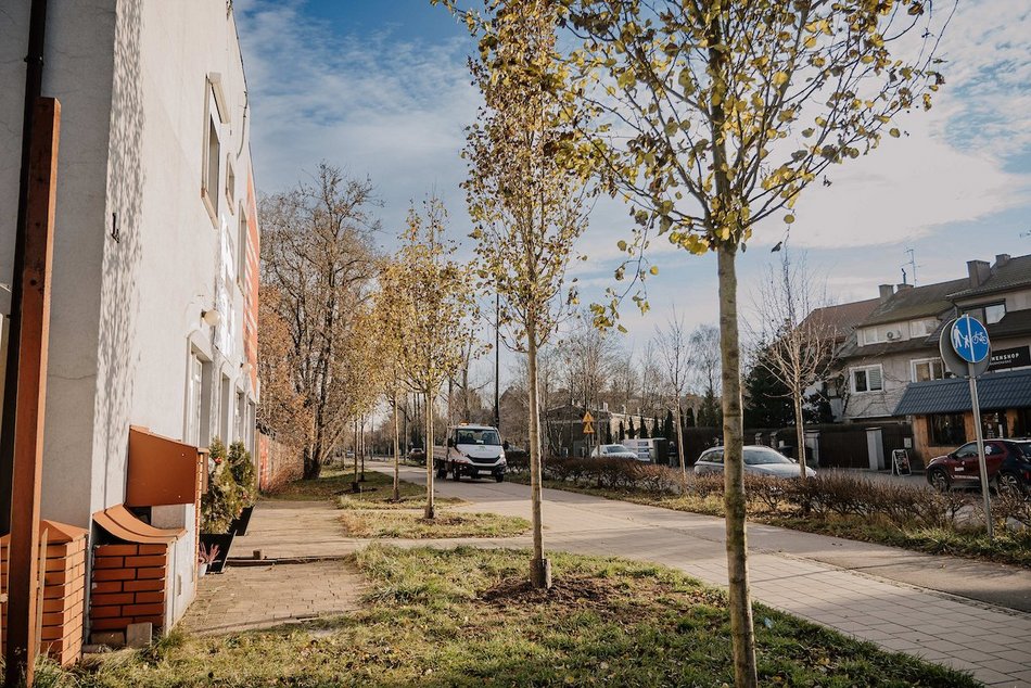 Łódź. Śliwy i lipy ozdobiły Rojną w Łodzi. To część wielkiej akcji sadzenia drzew w mieście